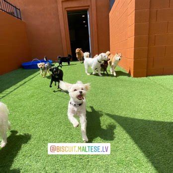 lv dog resort sandhill